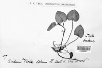 Puccinia violae image